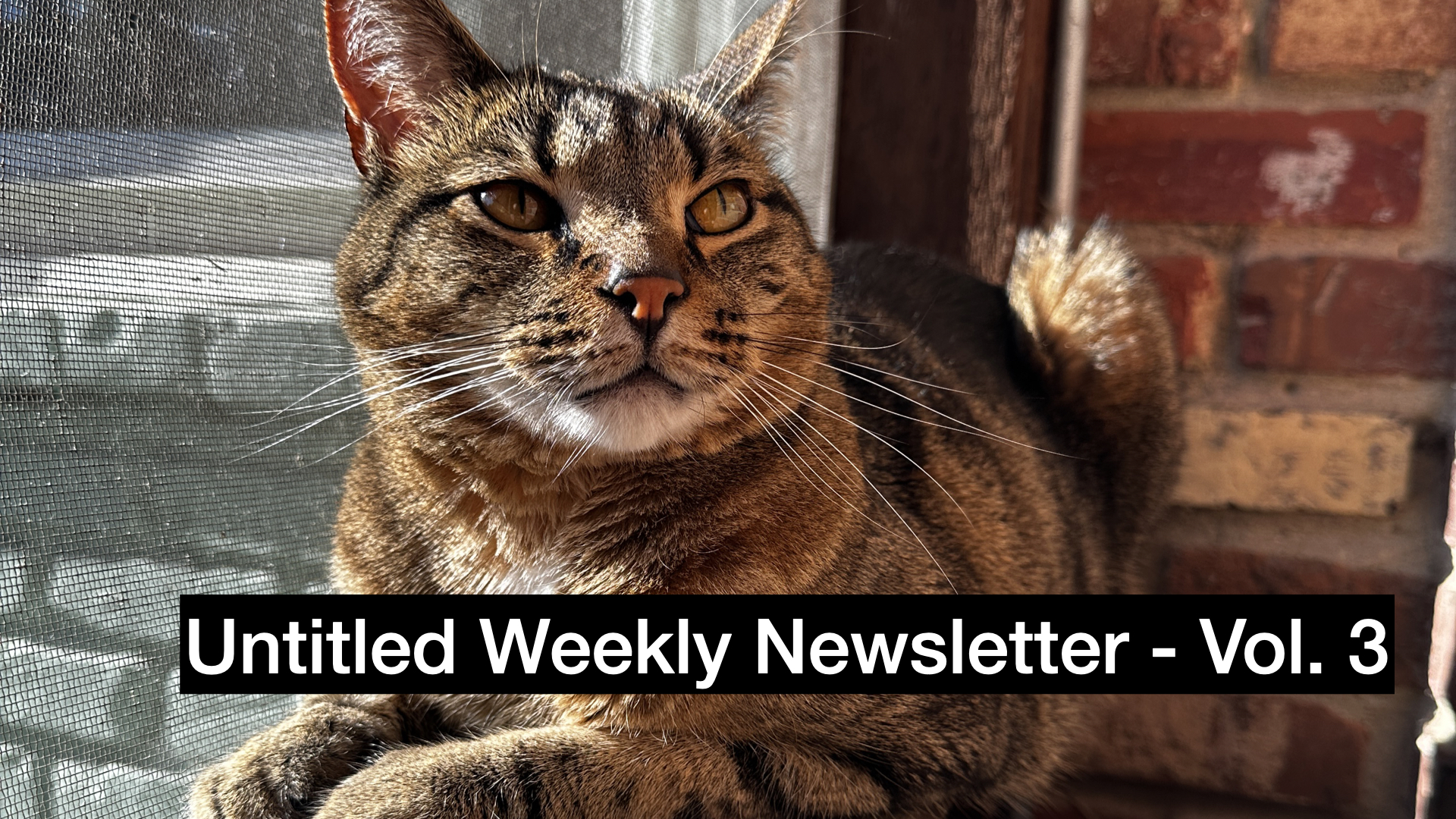 A brown tabby cat sitting on the ledge of a screen window on a back porch with the text: Untitled Weekly Newsletter Volume 3